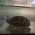 Turtle 4 thumbnail