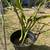 Dragon Fruit 1 thumbnail