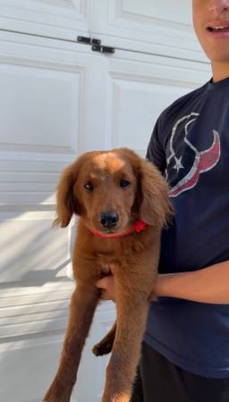 mini retriever mix63859316622339120
