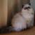 Long Haired Persians 5 thumbnail