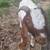 Boer Buck 2 thumbnail