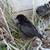 Chicks 11 thumbnail