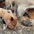 Kunekune Piglets 5 thumbnail