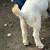 Wethers (4HFFA) 5 thumbnail