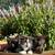 Beautiful kittens 1 thumbnail