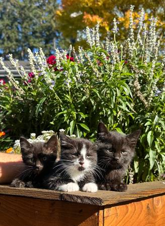 Beautiful kittens (Puyallup)