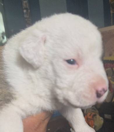 Bully Puppies 1