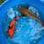 Imported Japanese koi 1 thumbnail