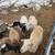 Hair sheep ewes 1 thumbnail