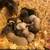 Young Ball python 6 thumbnail