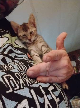 Domestic short haired striped kitten (Holt)63934970563843120