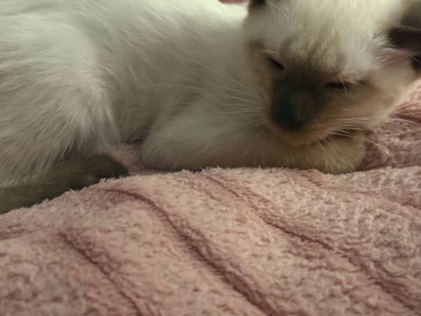 female siamese (minford)63891140085249121