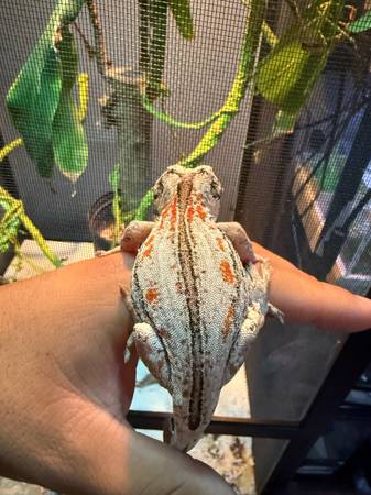 Gargoyle geckos needs rehome (Cincinnati)63967976489858122