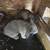 Bunnies 1 thumbnail