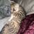 Tabby kittens 2 thumbnail