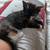 Rehoming kittens 1 thumbnail