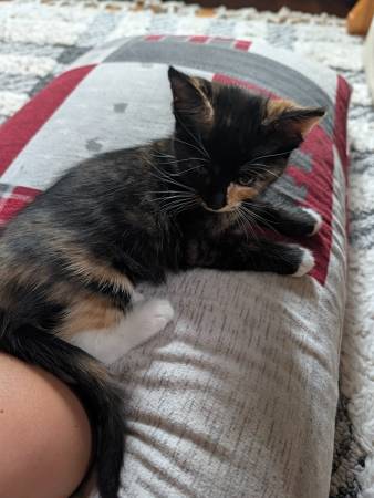Rehoming kittens 1