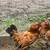Bantam Mille Fleur D’uccle Cockerel Rooster 2 thumbnail