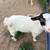 Reducing my goat herd 7 thumbnail