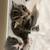 3 kittens available 5 thumbnail