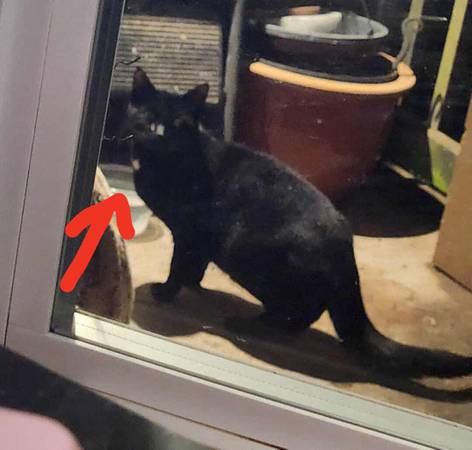 FOUND BLACK CAT (Stanwood)64211680305155120
