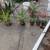 Pineapple plants 2 thumbnail