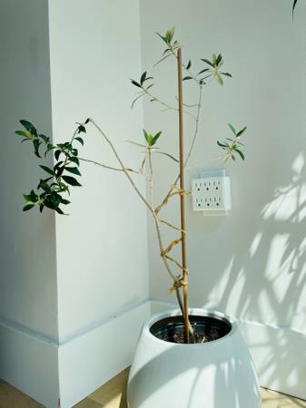 Olive tree - 28 inches in a West Elm pot 1