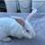 Rabbits/bunnies 4 thumbnail