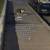 Stray Cats Looking for Loving Homes 6 thumbnail