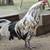 Ameraucana x Easter Egger Backcross Rooster 2 thumbnail