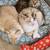 3 cute cats looking for a new warm home 1 thumbnail
