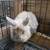 Rabbits 4 thumbnail
