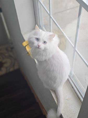 Persian mix cat (Montgomery)