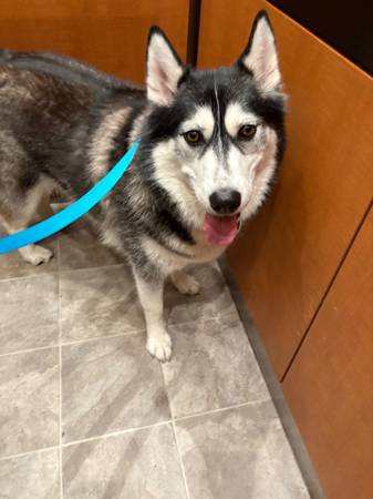 Siberian Husky63853464942209121
