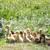 Muscovy ducklings lots of colors 4 weeks old 2 thumbnail
