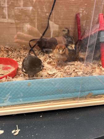 Chicks 1