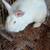 Rabbits Tamuk Does 4 thumbnail