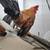 Serama roosters 3 thumbnail