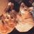 orange tabby cat brothers- 2 cats, bonded pair 6 thumbnail