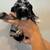 American Cocker Spaniel 22 thumbnail