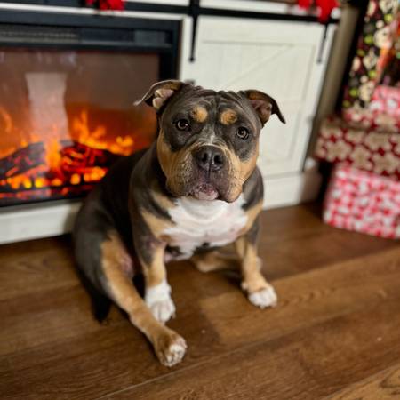 $$ REWARD $$ MISSING DOG 1