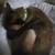 Rehoming dog 5 thumbnail