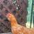 Chickens 7 thumbnail