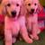Retriever pup, playful, social, and perfect family 6 thumbnail