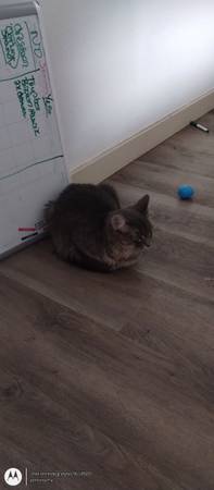 Needing forever homes!! 1