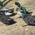 Ducklings 9 thumbnail
