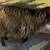 Registered Miniature Silky Fainting (Myotonic) Doe and Kids 5 thumbnail