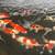 Koi for sale 15 thumbnail