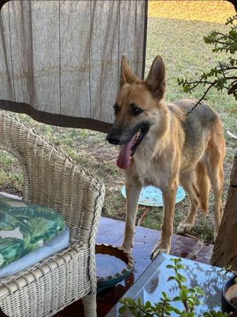 Pastor alemán necesita un hogar (Phoenix)63967426422275120