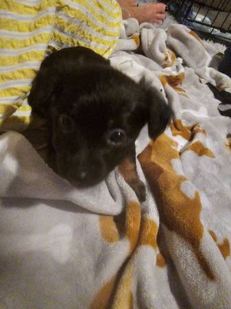 Cachorros Chiweenie (Murfreesboro)63924991729922124